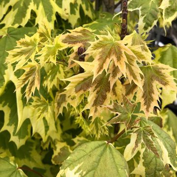 Arce real Drummondii - Acer platanoides