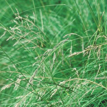 Eragrostis trichodes - Pasto de rabo de zorro