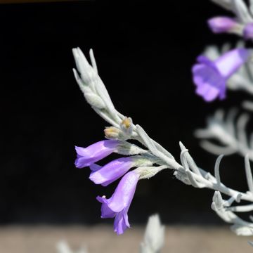 Eremophila caerulea nivea Beryl's Blue