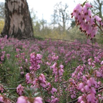 Erica darleyensis Jenny Porter - Brezo rosado