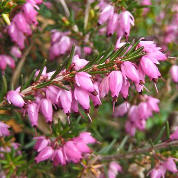 Erica carnea Springwood Pink - Brezo vizcaíno