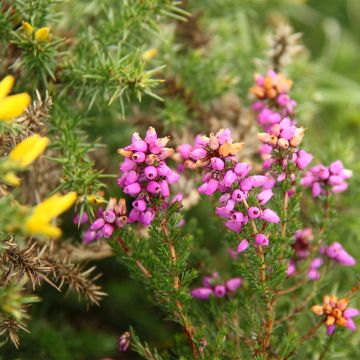 Erica cinerea - Brezo ceniciento