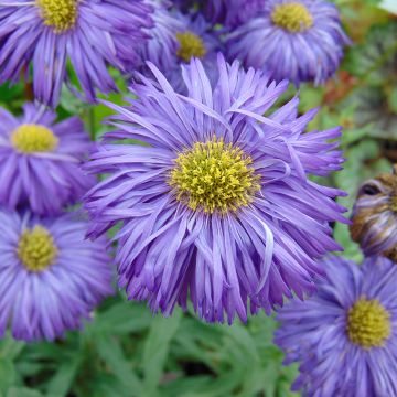 Erigeron Schwarzes Meer - Margarita