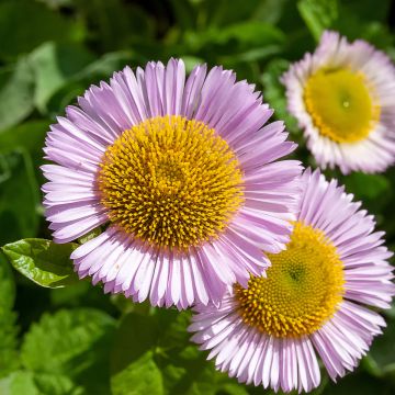 Erigeron glaucus - Margarita glauca