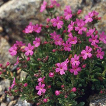 Erinus alpinus Hähnle - Erino alpino