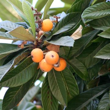 Níspero japonés - Eriobotrya japonica