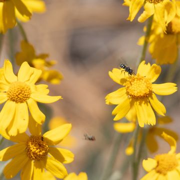 Eriophyllum lanatum subsp. arachnoideum - Girasol lanudo