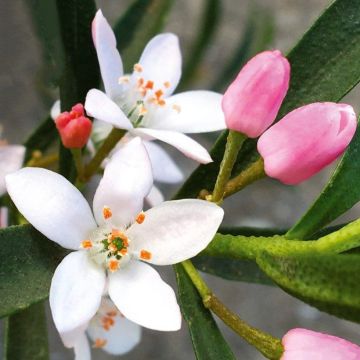 Eriostemon myoporoides Flower Girl Pink
