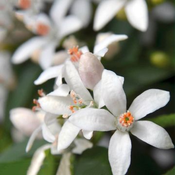 Eriostemon myoporoides Flower Girl White
