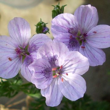 Erodium glandulosum Spanish Eyes - Alfileria