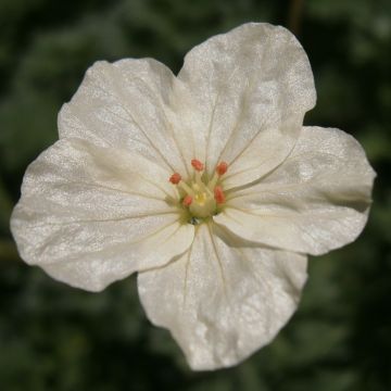 Erodium chrysanthum - Alfileria amarilla