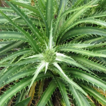 Eryngium horridum - Cardo erizo