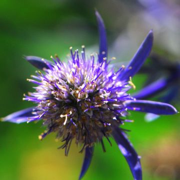 Eryngium planum Jade Frost - Cardo plano