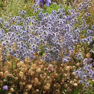 Eryngium tripartitum - Cardo trífido