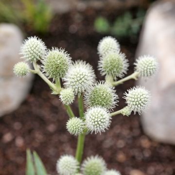 Eryngium yuccifolium - Cardo de hoja de yuca