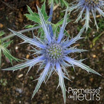 Eryngium zabelii Violetta - Eringio