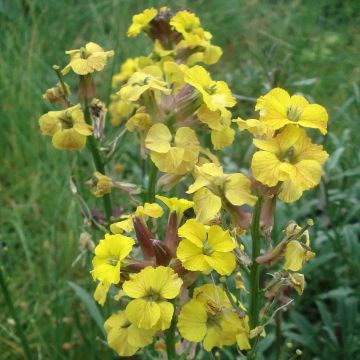 Erysimum Jubilee Gold - Alhelí