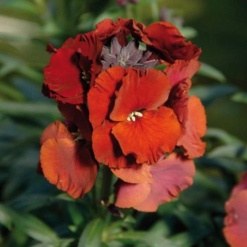 Erysimum Winter Passion - Alhelí