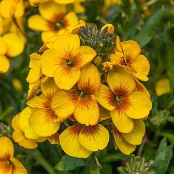 Erysimum Winter Spirit - Alhelí