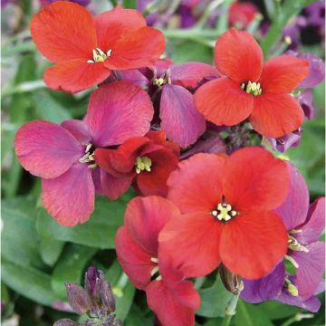 Erysimum Spice Island - Alhelí