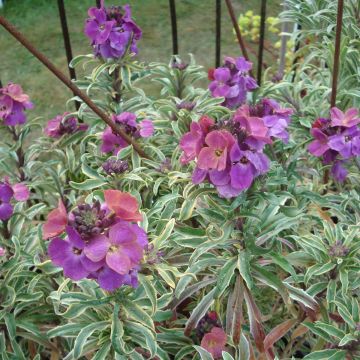 Erysimum linifolium Variegatum - Alhelí