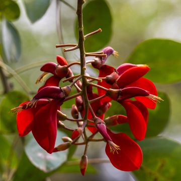 Erythrina crista-galli (semillas) - Ceibo