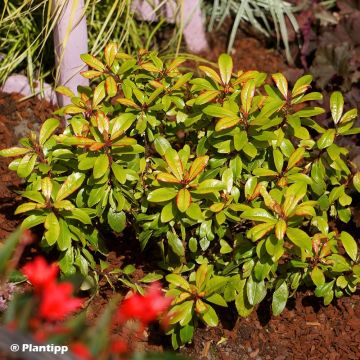 Escallonia Glowing Embers