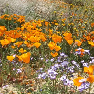 Eschscholzia californica Sun shades - Amapola de California