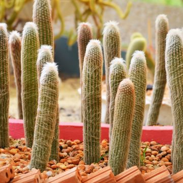 Cactus - Espostoa churinensis