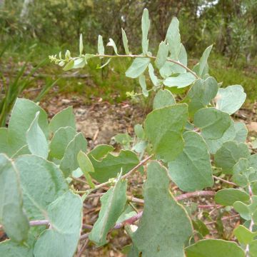 Eucalyptus bridgesiana - Eucalipto rojo