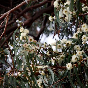 Eucalyptus globulus - Eucalipto macho