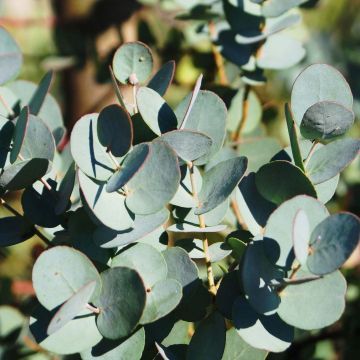 Eucalyptus gunnii Azura Cagire