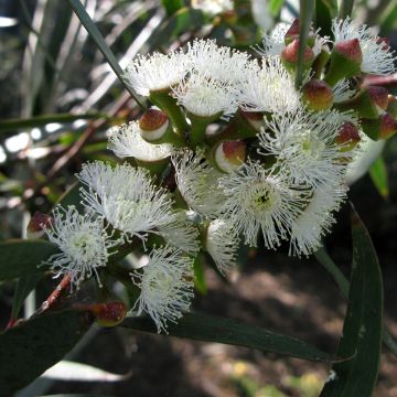 Eucalyptus gregsoniana - Eucalipto de Gregson