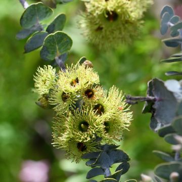 Eucalyptus kruseana (semillas)