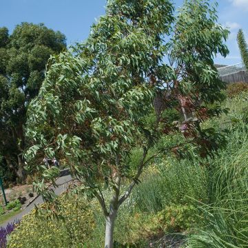 Eucalyptus pauciflora subsp. niphophila (semillas) - Eucalipto de las nieves