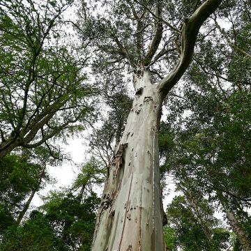 Eucalyptus regnans (semillas)