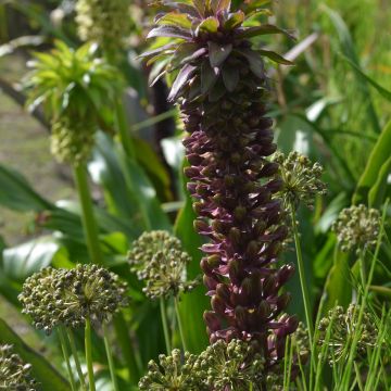 Eucomis comosa Indian Summer - Flor de la piña