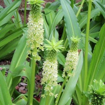 Eucomis comosa Tugela Jade - Flor de la piña