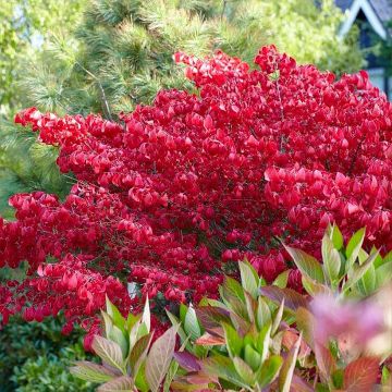 Evónimo alado enano 'Blade Runner' - Euonymus alatus Blade Runner
