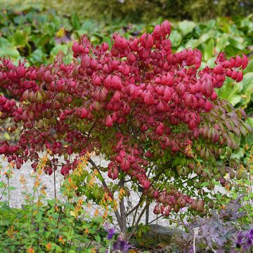 Euonymus alatus - Evónimo alado