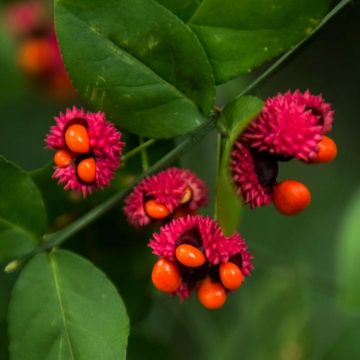 Euonymus americanus - Evónimo