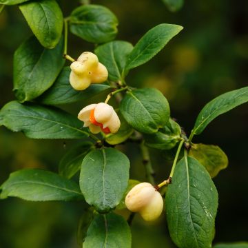 Euonymus europaeus Albus - Boj