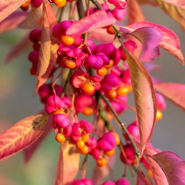 Euonymus europaeus Red Cascade - Boj