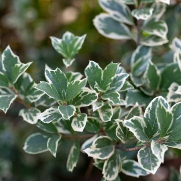 Huso de la fortuna Emerald Gaiety- Euonymus fortunei