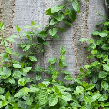 Huso de la fortuna Radicans- Euonymus fortunei