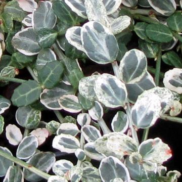 Evónimo persistente Silver Carpet - Euonymus fortunei