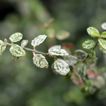 Huso de la fortuna Silverstone- Euonymus fortunei
