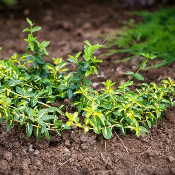 Huso de la fortuna Sunspot- Euonymus fortunei