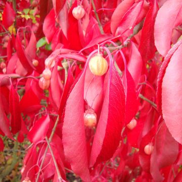 Euonymus grandiflorus Red Wine - Evónimo