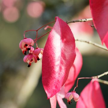 Euonymus grandiflorus Red Wine - Evónimo